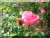 Hybrides perp&eacute;tuels &nbsp;-&nbsp; Mrs. John Laing