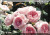 Roses Delbard &nbsp;-&nbsp; Nah�ma