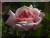 Rosiers grimpants et rosiers lianes &nbsp;-&nbsp; Paul No�l