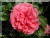 Rosiers grimpants modernes &nbsp;-&nbsp; Rosarium Uetersen