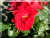 Rosiers grimpants modernes &nbsp;-&nbsp; Santana