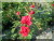 Rosiers grimpants modernes &nbsp;-&nbsp; Sympathie