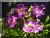 Rosiers grimpants et rosiers lianes &nbsp;-&nbsp; Veilchenblau