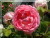 Roses anglaises &nbsp;-&nbsp; AUSfirst
