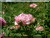 Lire un commentaire sur Honorine de Brabant