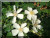 Rosiers grimpants et rosiers lianes &nbsp;-&nbsp; Kiftsgate