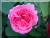 Rose Bourbon &nbsp;-&nbsp; Mme. Isaak Pereire