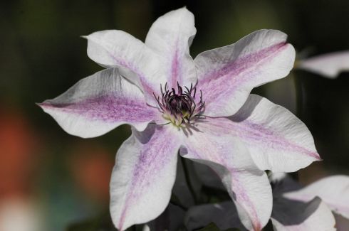 Clematis 'Best Wishes' PBRaf