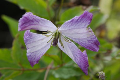 Clematis I AM�� LADY J ('Zoiamlj')