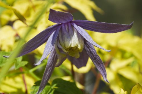 Clematis 'Stolwijk Gold' PBR & PP