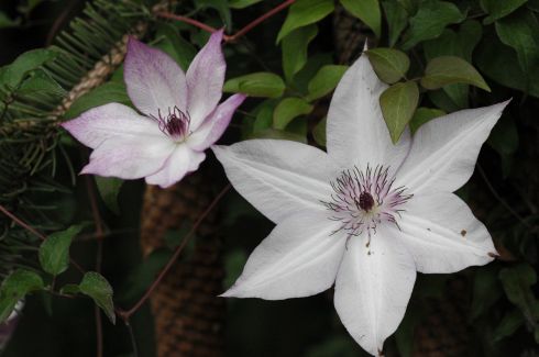 Clematis 'Utopia'