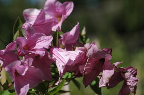 Clematis 'Aljonushka'
