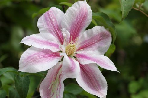 Clematis 'Andromeda'