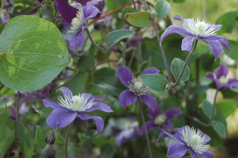 Clematis 'Arabella'