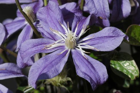 Clematis 'Arabella'