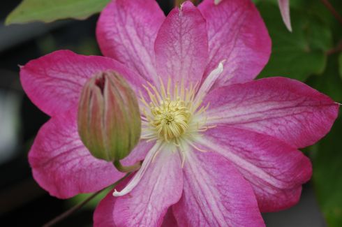 Clematis 'Asao'