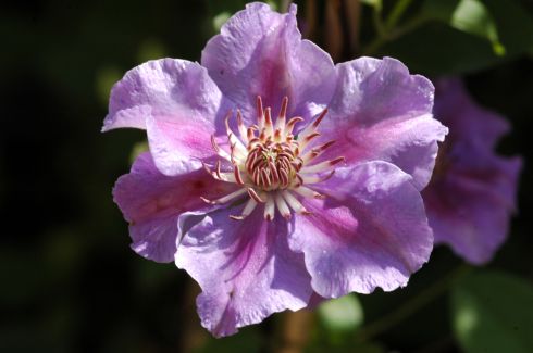 Clematis 'Ashva'