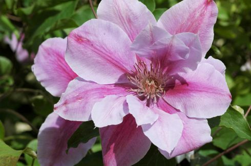 Clematis 'Bees Jubilee'