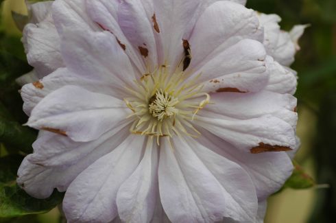 Clematis 'Belle of Woking'