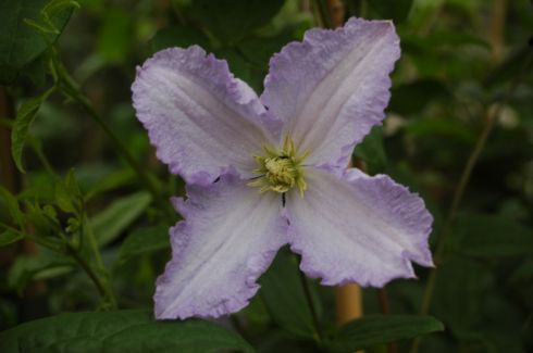 Clematis 'Blekitny Aniol'