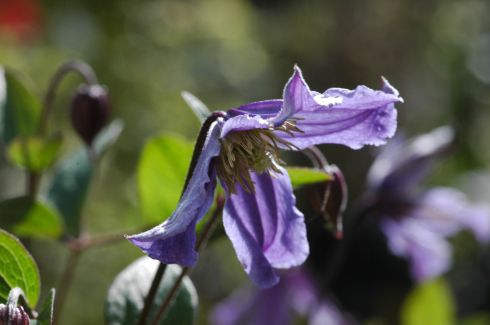 Clematis 'Blue Boy'