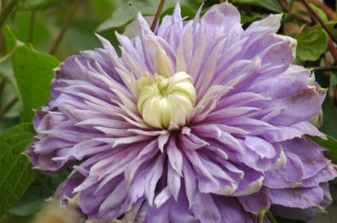 Clematis 'Blue Light PBR'