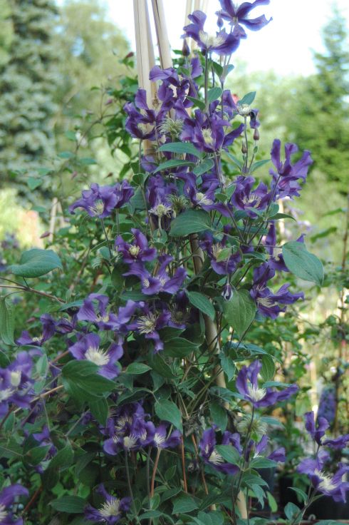 Clematis BLUE PIROUETTE 'Zobluepi' PBR