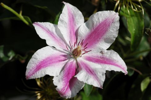 Clematis 'Carnaby'