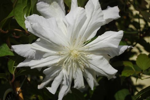 Clematis 'Chalcedony'
