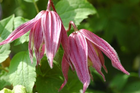 Clematis 'Columella'