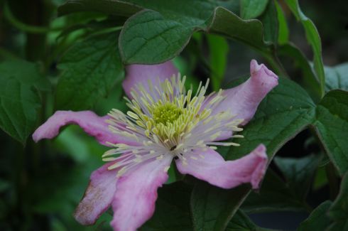 Clematis chrysocoma 'Continuity'