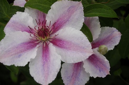 Clematis 'Darius'