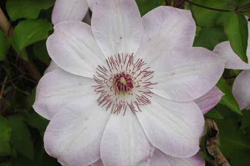 Clematis 'Dawn'