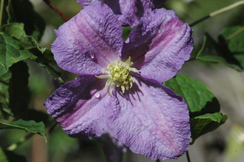 Clematis 'Dominika'