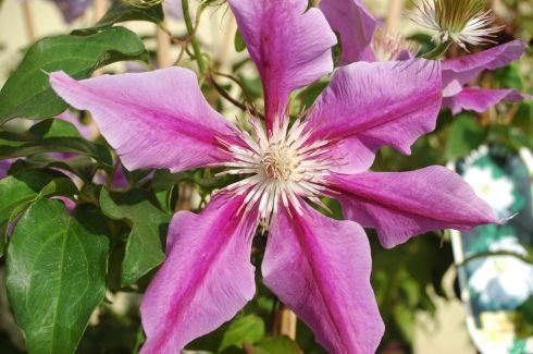 Clematis 'Dr Ruppel'