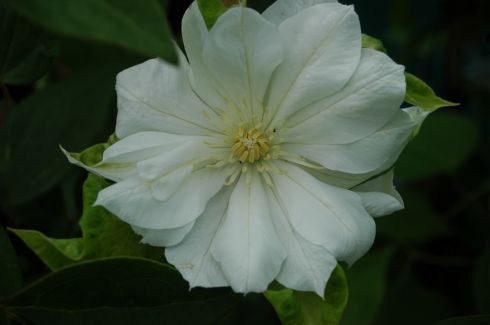 Clematis 'Duchess of Edinburgh'