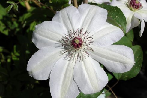 Clematis 'Edith'