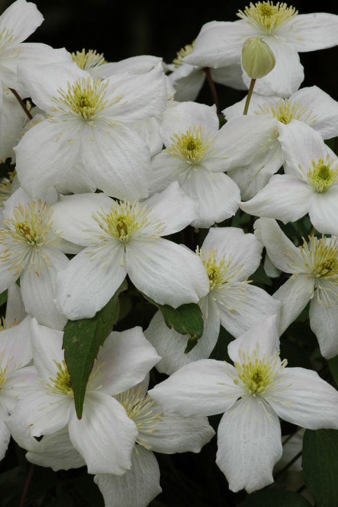 Clematis montana 'Elten'