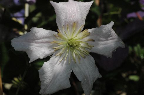 Clematis 'Entel'
