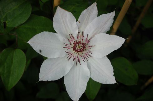 Clematis 'Fair Rosamond'