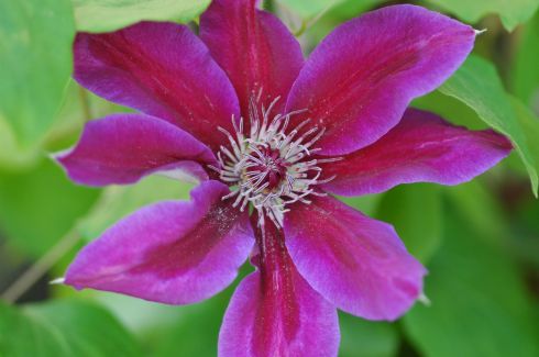 Clematis 'Fireworks'