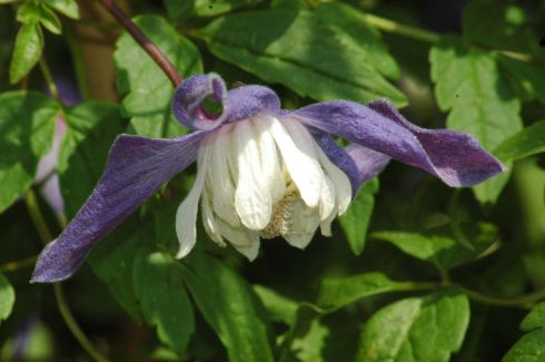 Clematis alpina 'Frances Rivis'