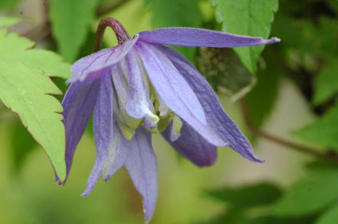 Clematis alpina 'Frankie'