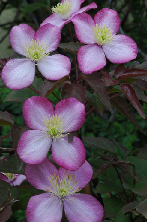 Clematis montana 'Freda'