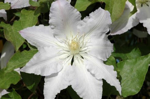 Clematis 'Gladys Picard'