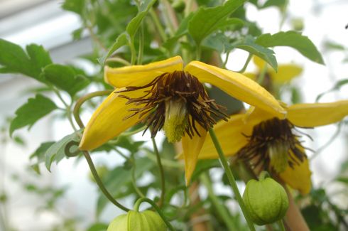 Clematis 'GOLDEN TIARA Kugotia PBR'