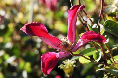Clematis texensis 'Gravetye Beauty'