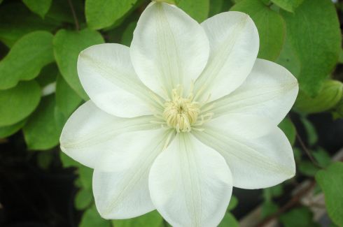 Clematis 'Guernsey Cream'