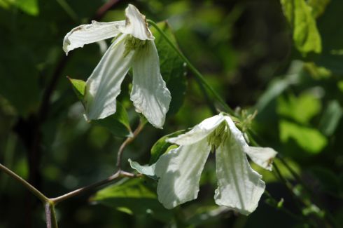 Clematis viticella 'Hagelby White'