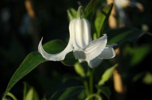 Clematis 'Hakurei'